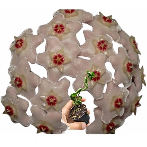Flor de cera Hoya carnosa compacta muda enraizada no pote nº 6