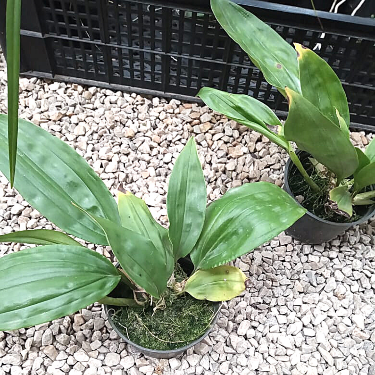 Orquídea Stanhopea tigrina muda pequena (orquídea passarinho)