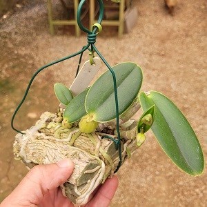 Cattleya walkeriana 
