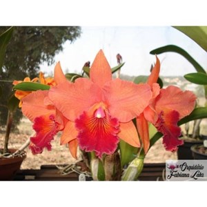 Orquídea B.L.C. Chia Lin 'N.C.' x Pot. Love Passion ' Orange Bird' # 1
