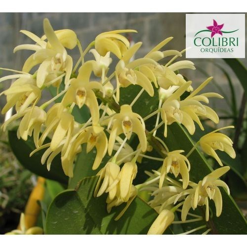 Orquídea Dendrobium speciosum (KIT com 3 mudas)