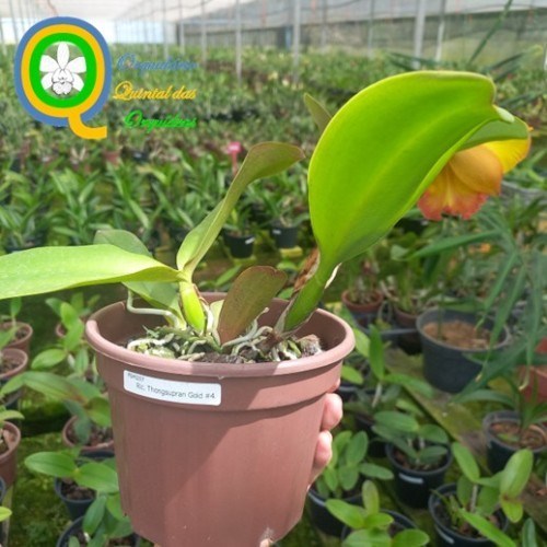 Rlc. Thongsupran Gold #4 - ADULTO