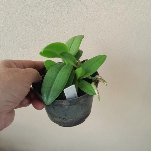 Doritis pulcherrima (Phalaenopsis)