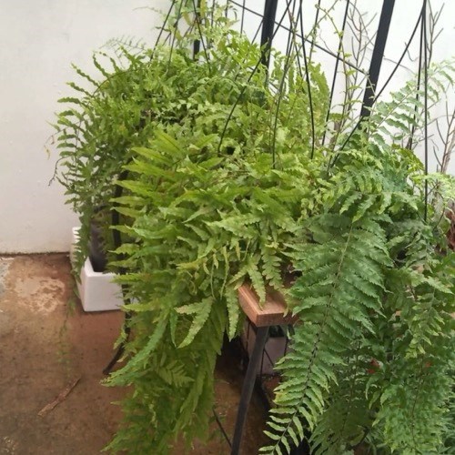 Folhagem Samambaia de Metro ADULTO (Polypodium subauriculatum)