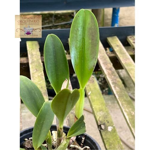 Orquídea Hadrolaelia punila x Blc. Pink Empress