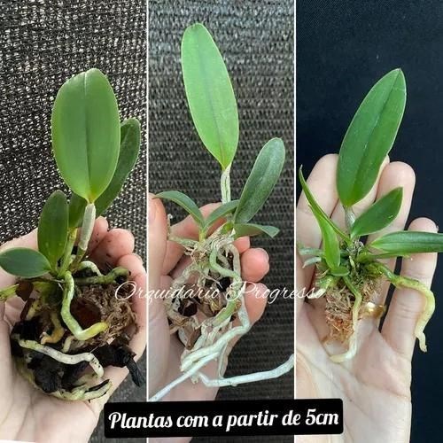 Kit Com 6 Mudas De Orquídea Cattleya Pintada Para Replantar