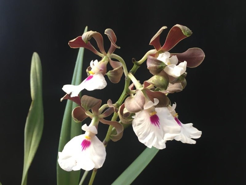 Encyclia cordigera