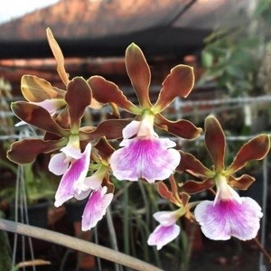 Orquídea Encyclia randii