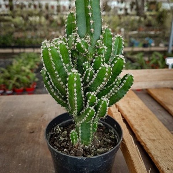 Planta Cacto Castelo De Fada ( Acanthocereus Tetragonus )