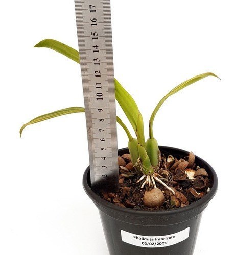 Orquídea Pholidota imbricata Guizo De Cascavel Planta Adulta