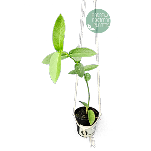 Combo das flores de cera arbustivas pendentes mudas enraizadas no pote nº 6