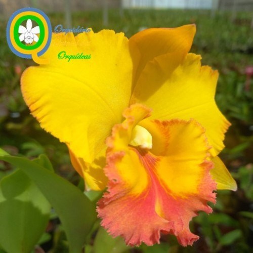 Rlc. Thongsupran Gold #4 - ADULTO