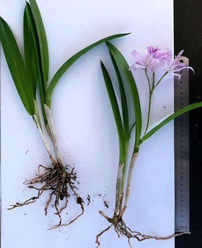 Orquidea Bc. Maikay Mayumi. Adulta