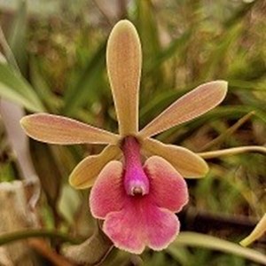 Registro Disponível: Epicattleya Magali x Encyclia tampensis
