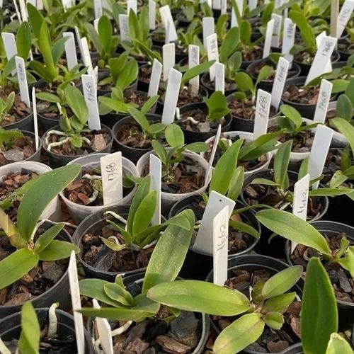 Kit com 10 Mudas De Orquídea Cattleya Diversas Cores