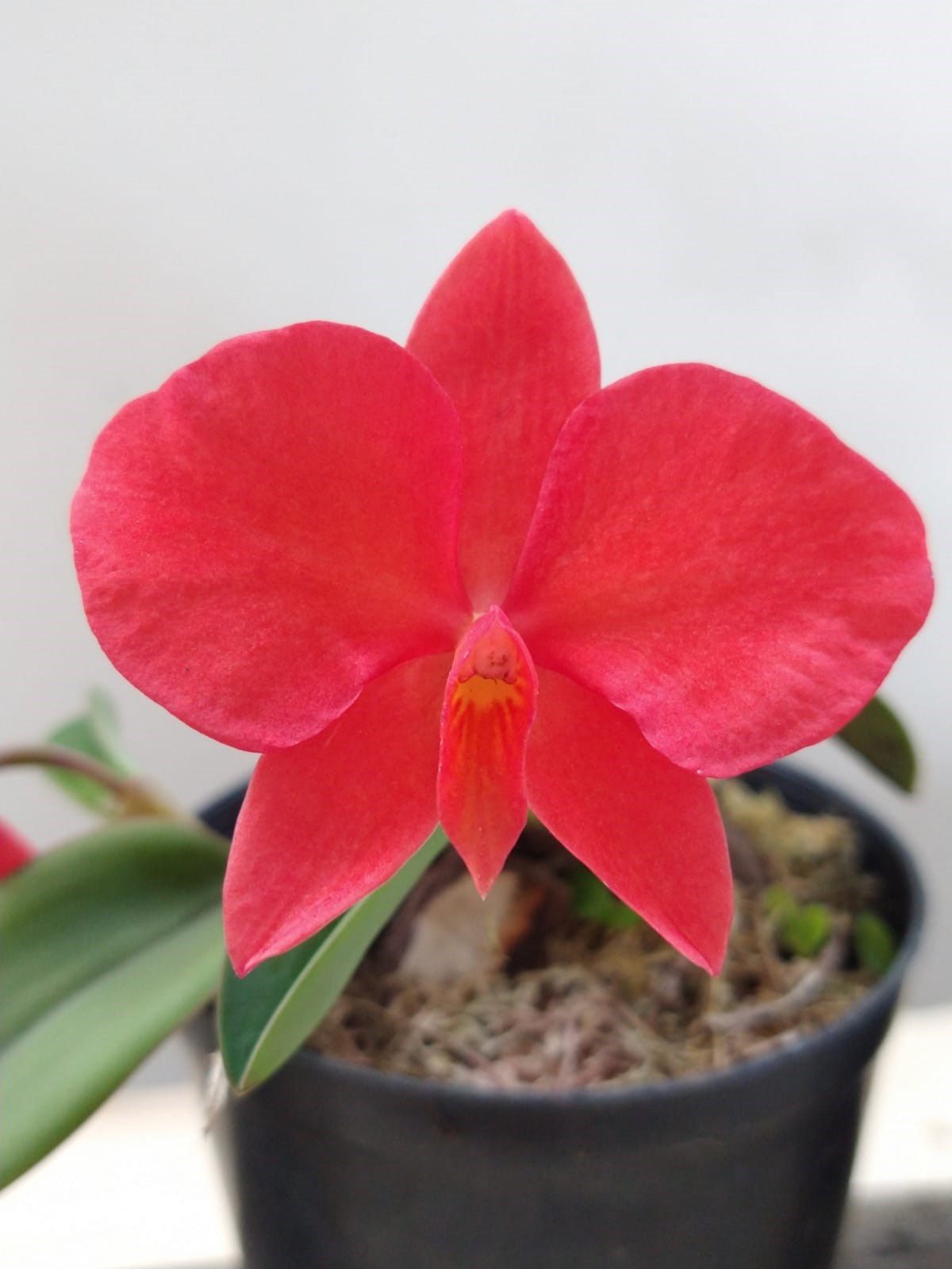 Orquídea Sophronitis grandiflora