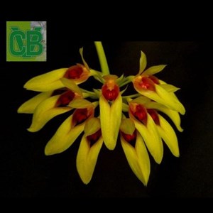 Orquídea Bulbophyllum graveolens - Cód. S0523