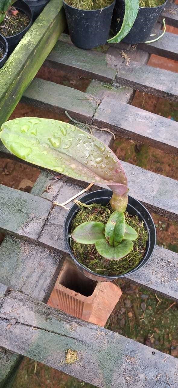 Orquídea Blc. Yamanashi x Lc. drumbeat