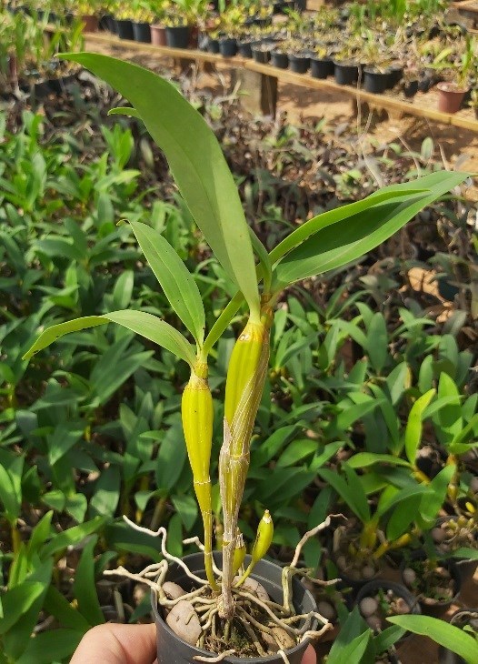 Orquídea Dendrobium densiflorum