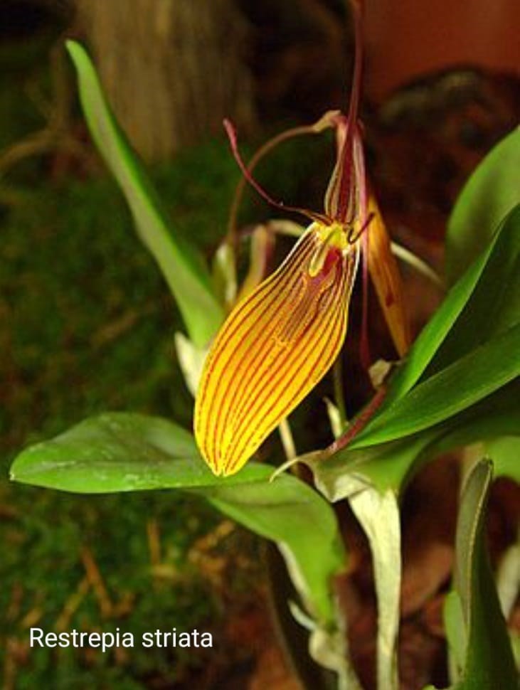Micro Orquídea - Restrepia striata