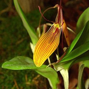 Micro Orquídea - Restrepia striata