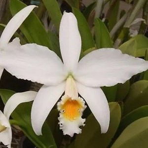 Orquídea Laelia jongheana var. alba