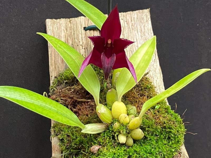 Bulbophyllum(cruentum x reticulatum)