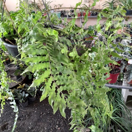 Folhagem Samambaia de Metro ADULTO (Polypodium subauriculatum)