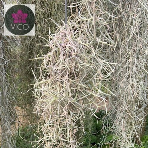 Tillandsia usneoides 