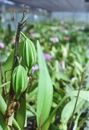 Capsulas de sementes de Orquídeas Especiais  
