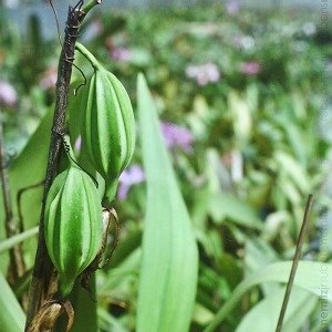Capsulas de sementes de Orquídeas Especiais  