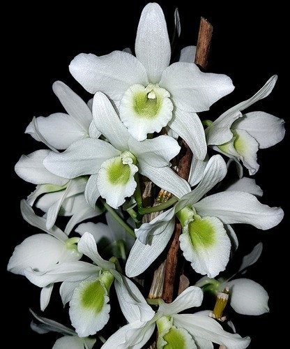 Orquídea Dendrobium Spring Dream Apollon Planta Adulta Flor Branca