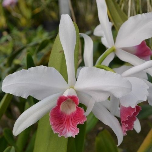 Orquídea Laelia purpurata Carnea