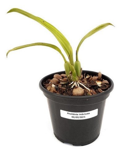 Orquídea Pholidota imbricata Guizo De Cascavel Planta Adulta