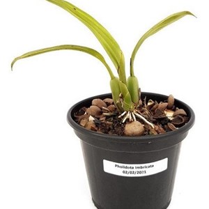 Orquídea Pholidota imbricata Guizo De Cascavel Planta Adulta