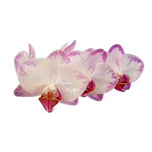 Orquídea Phalaenopsis mini Flor Branca e Lilás Planta Adulta