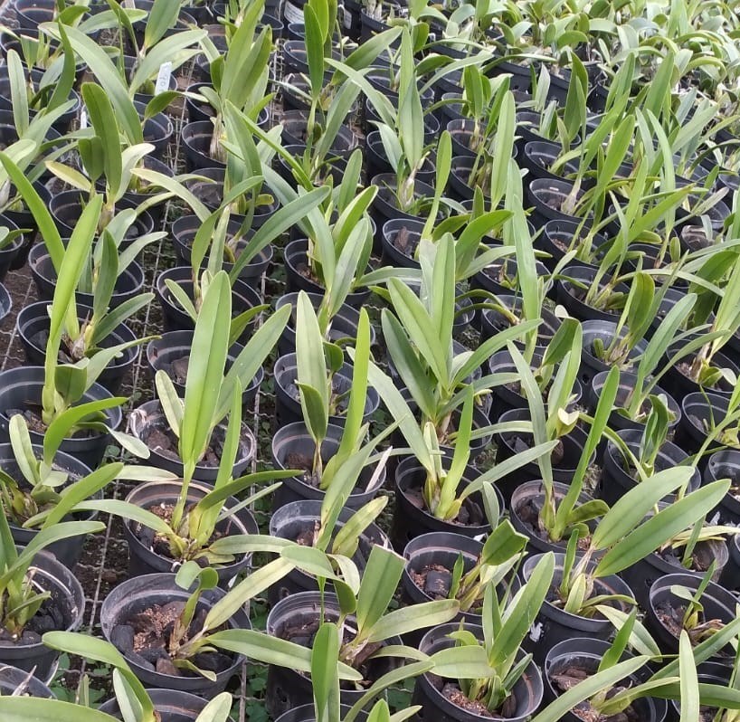 Schomburgkia rosea x Broughtonia sanguinea