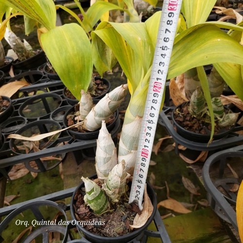 Fredclarkeara After Dark 'Sunset Valley Orchid' - ADULTO - POTE 15