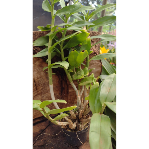 Orquídea Dendrobium purpureum Albo