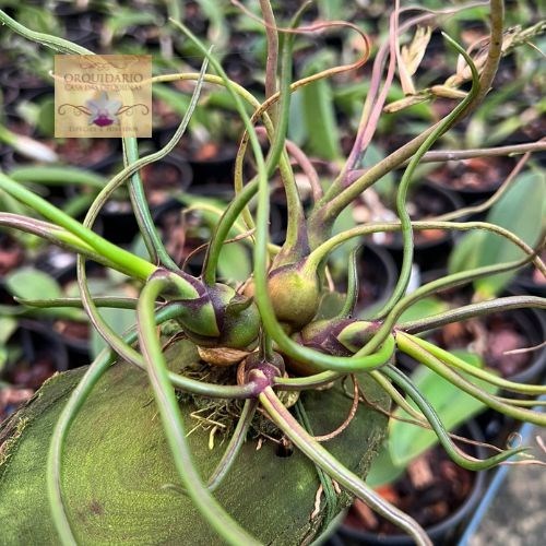 Tillandsia bulbosa 