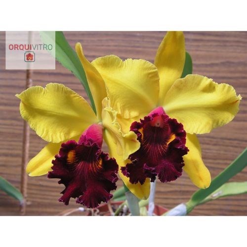 Rlc. Toshie Aoki 'Excellent Gold'