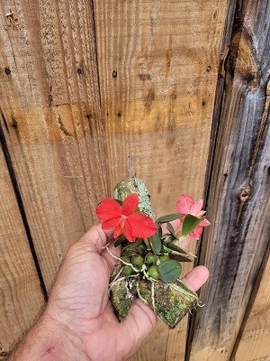 Sophronitis brevepedunculata