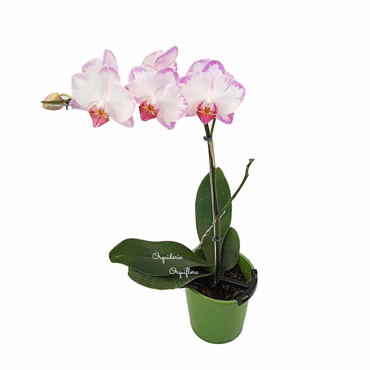 Orquídea Phalaenopsis mini Flor Branca e Lilás Planta Adulta
