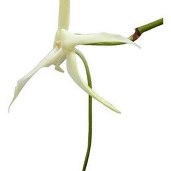 Orquídea Angraecum sesquipedale Darwin Planta Adulta Exótica - Orquiloja