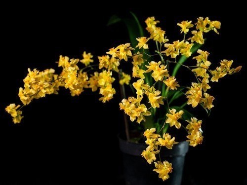 Orquídea Oncidium Twinkle Amarela Orquídea