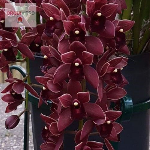 Orquídea Cymbidium Dorothy Stockstill