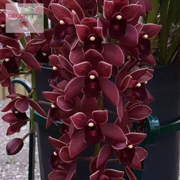 Orquídea Cymbidium Dorothy Stockstill - Orquiloja