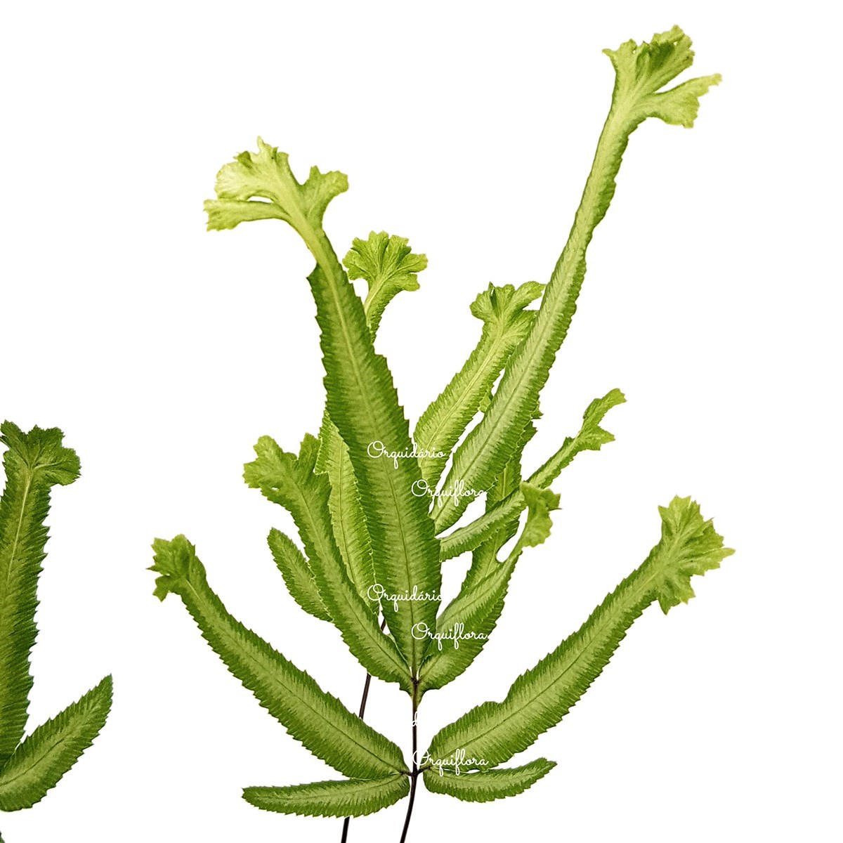 Muda De Samambaia Pteris Cretica Mayii Planta Natural