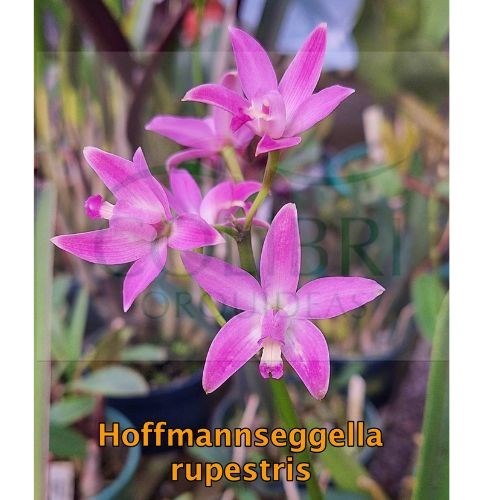 Orquídea Hoffmannseggella rupestris