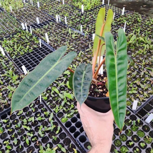Philodendron bilietiae 
